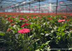 Gerbera Kwekerij Esmeralda 