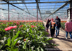 Handen vol gerbera's bij Gerbera Kwekerij Esmeralda