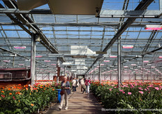 Gerbera Kwekerij Esmeralda 