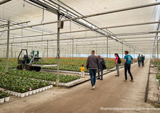De Mooij kwekerijen in Rijnsburg