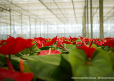 Anthurium bij de Mooij kwekerijen