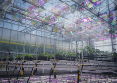 Een nieuw fotovoltaïsch project met het systeem van Voltiris. Wat doen deze filters met de aardbeienplanten? Het geeft in ieder geval een leuk effect, en met filters lijkt het gewas stabieler.