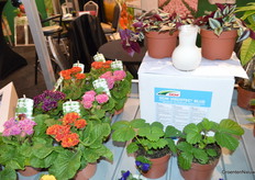 DCM presenteert de nieuwe biostimulant, Viscotec Blue. Deze heeft zowel het Demeter als het Skal - certificaat.