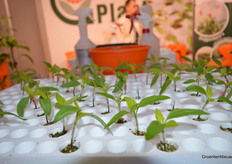 Bij Globe Plant werden er 's middags entdemonstraties gegeven. Enten .... Een secuur werk