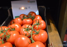 Geert van der Wel, Hazera:"Rotera overtreft het standaardras in het grove tros segment"