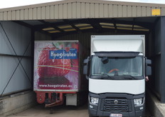 De aardbeien gaan vervolgens naar Coöperatie Hoogstraten.