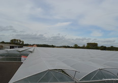 Waar eerst een boomkweker gevestigd was, staat nu 2,2 hectare kas voor de aardbeienteelt.