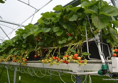 Op 24 en 25 juli werd er geplant in de nieuwe kas.