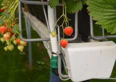 De telers kozen voor open goten, waarbij de trays erboven als het ware als een 'deksel' fungeren. De keuze voor open goten maakt dat de telers de goten makkelijker kunnen schoonmaken.