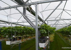 Bij de bouw van de kas worden de regenwatergoten direct 'erop gedraaid'. Dat scheelt arbeid.