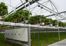 Hortiplan verzorgt de automatisering in de kas die is uitgerust met een klimaatcomputer van Hoogendoorn. Wie dit alles meehielp te financieren moge duidelijk zijn: Crelan.