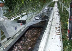 Tilapia en tomatenteelt. Het water van de vissen wordt als gietwater voor de tomaten gebruikt.