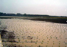 Op 4 juli werd er in Steenbergen 70 millimeter gemeten en volgens Stan Hage is daar in de nacht van 4 op 5 juli nog zeker 20 à 30 millimeter bijgekomen.