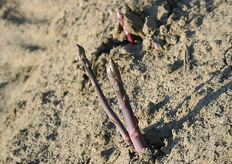 De asperges zien er niet alleen mooi uit in het veld, maar ook op het bord en bovendien hebben ze volgens Walter Gubbels een hele lekkere en sterke smaak.