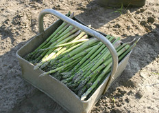 Deze asperges zijn zojuist gestoken en zullen snel naar de verpakkingsruimte worden gebracht.