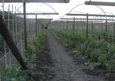 Duidelijk is de bredere druppelplek te zien.