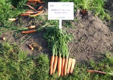 De grove peen Gema F1 van Clause is een nieuw ras in het Berlicumer type. Een lange cilindrische peen met zeer gezond en opgericht loof. Zeer productief en uniform