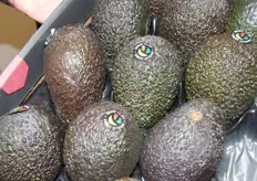 Ready-to-eat avocado's nieuw bij Bud Holland