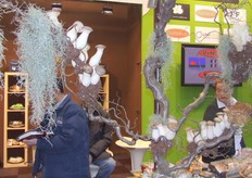 Echte paddenstoelen in de boom bij Banken Champignons