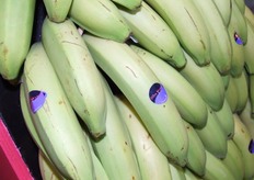 Don Mario bananen bij De Groot International