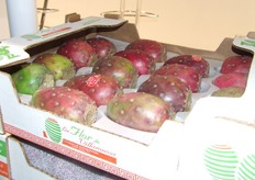 Bijzondere Mexicaanse exoot