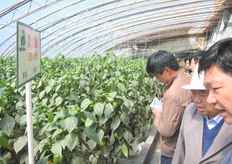 Rijk Zwaan is al meer dan 10 jaar actief in China en heeft een eigen vestiging in Qingdao