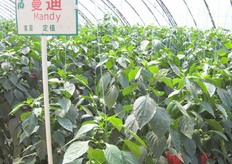 ‘Good old Mandy’ doet het uitstekend in China