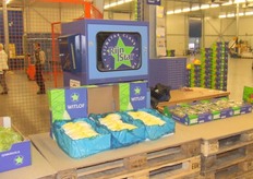 witlof onder het Rijnstar merk