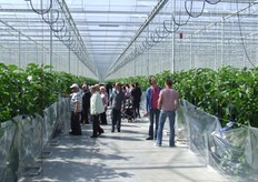 Kijkje in de auberginekas