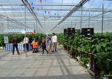 Een kijkje nemen tussen de aubergines