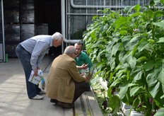 Pleun van Duijn geeft uitleg over de teelt