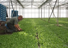 Het snijden van de veldsla