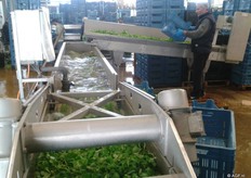 Een andere teler: Brovo Bvba. Bij dit bedrijf wordt de veldsla geoogst, gewassen en kleinverpakt.