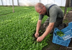 De Vocht snijdt met een plat mes, zodat ook een deel van de wortels wordt meegesneden.