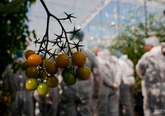 Per jaar wordt er zo'n 50.000 euro geinvesteerd in biologische 'bestrijders' als macrolophus en sluipwespen