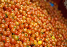 per jaar oogst Westburg ongeveer 4,5 miljoen kilo specialties