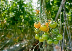 Er worden iedere week drie oogstronde's gelopen.