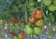 Arvento heeft zich inmiddels bewezen als losse tomaat in het midden segment. Met veelal 8 -9 tomaten per tros is het ras zeer productief. Producties van 65 kilo zijn goed haalbaar.