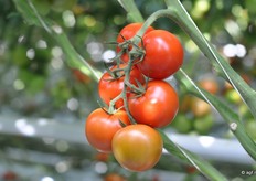 Capricia is wederom het stokpaardje in het midden segment bij de trostomaten. Het sterke vegetatieve en groeikrachtige ras was dit jaar goed voor ruim 140 hectare.