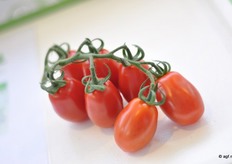 Tros-Pruimtomaat, Marketing @ Work