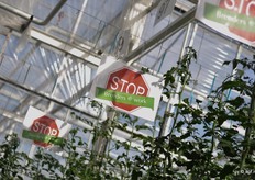 De Breeders @ Work-afdeling in de demokas is de teeltafdeling waarin nieuwe rassen geteelt worden die later eventueel kunnen doorstromen naar het Marketing @ Work-traject.