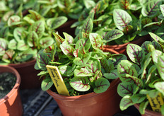 Takii speelt ook in op de vraag naar eetbare bloemen.