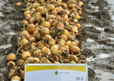 Firmo is een van de twee nieuwe commerciële rassen in het gele uiensegment.