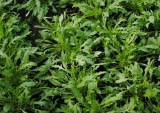 Rucola