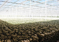 Een kijkje in de kas bij Breugem Chrysanten