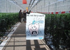 Kwekerij Den Ouden Paprika in Poortugaal