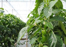 "Teler Chris den Ouden kreeg veel vragen over de kleuren van de paprika's. "Of ze van groen naar geel naar rood doorkleuren", vertelde hij. "Nou, niet dus."