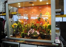 Bijzondere orchideeën