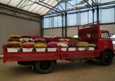 Ook de sierteelt opent de deuren. Op de foto de presentatie van Alstroemeria’s bij Kom in de Kas 2013