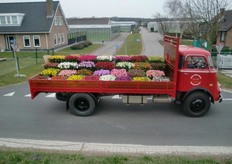 Ook de sierteelt opent de deuren. Op de foto de presentatie van Alstroemeria’s bij Kom in de Kas 2013